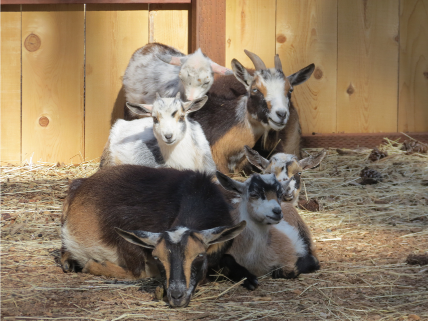 6 goats together