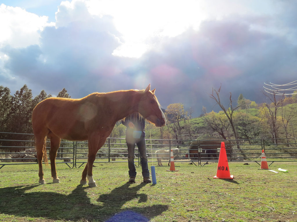 A trainer standing next to a brown horse in the sunshine.