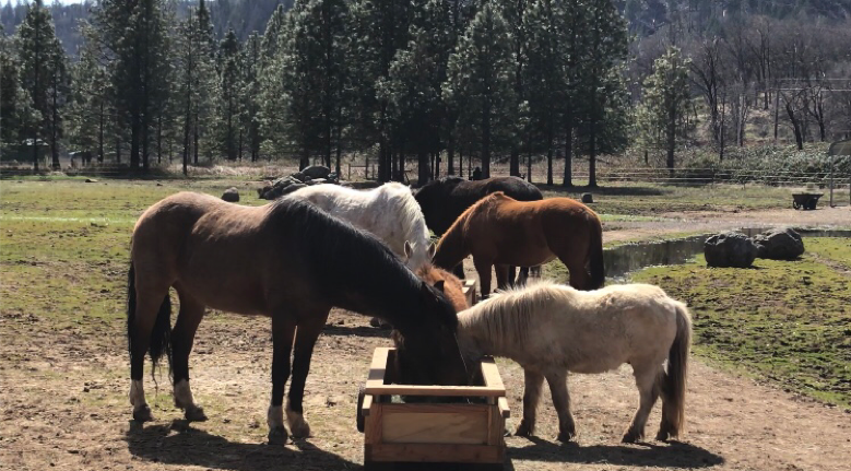 horses eating from feeders