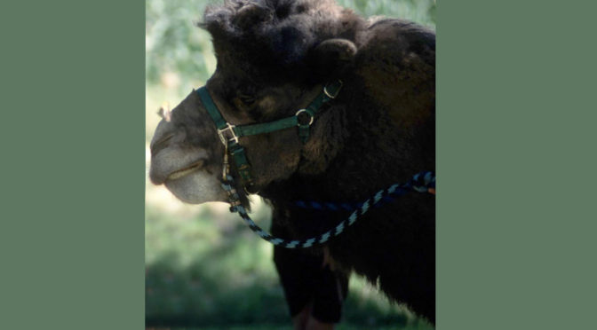 Jinglebaba the camel