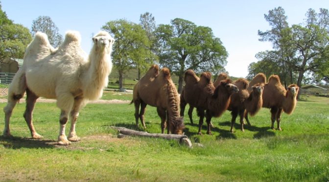 camel herd