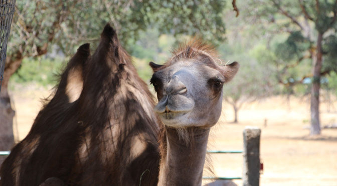 brown camel