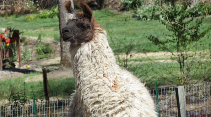 llama with brown face and white body