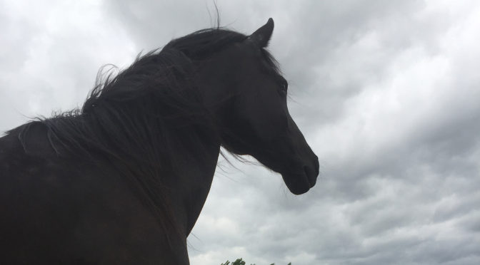 photo of a black horse silhouette and sky