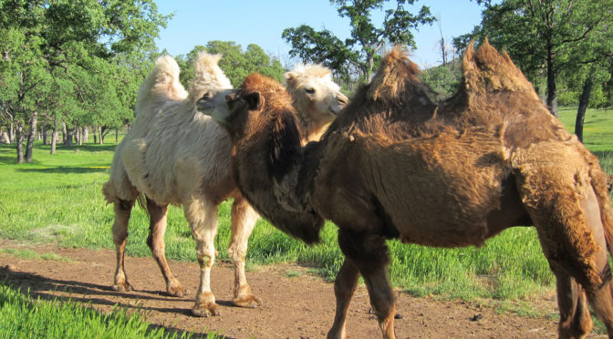 A brown and white camel passing each other on a path