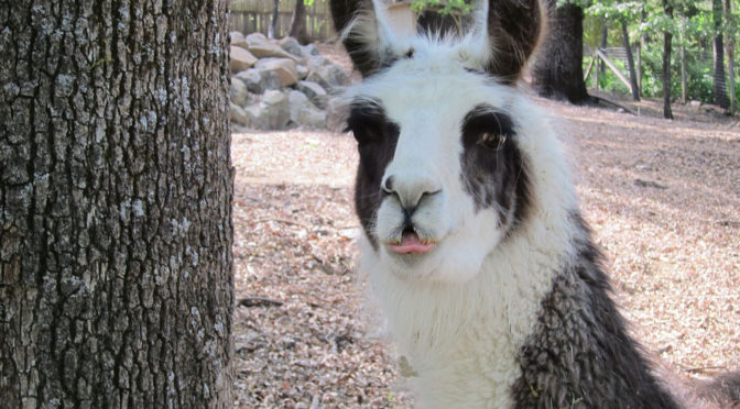 photo of a black and white llama