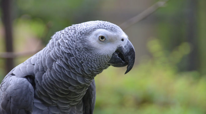 photo of a gray parrot