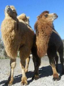 photo of two camels Phoenix and Sage