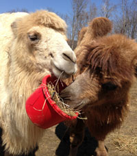 photo of one camel holding a bucket for another camel to eat from