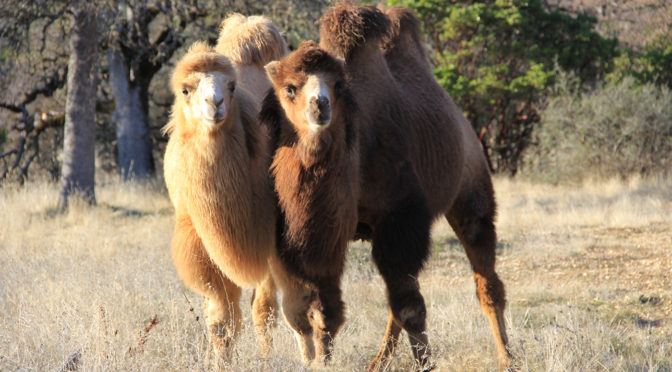 photo of two camels Phoenix and Sage