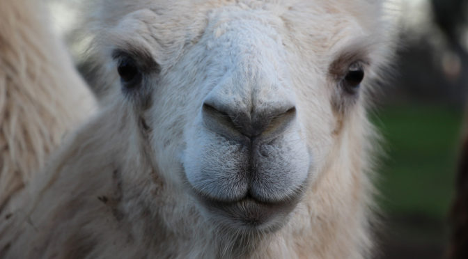 close-up of white camel's face