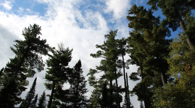 photo of white pine trees