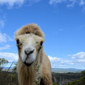 Baraka a white camel