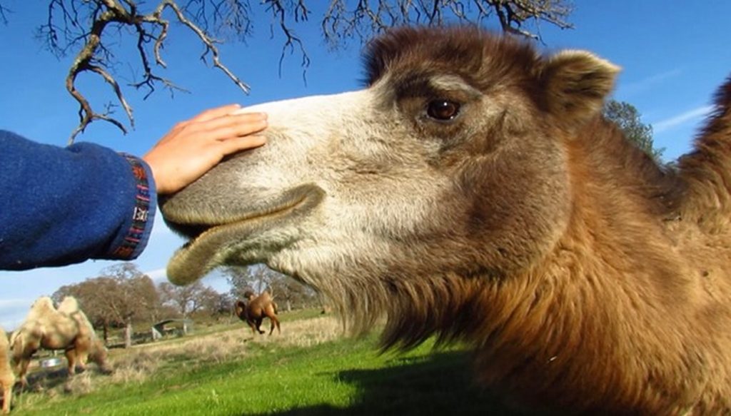 HiHo's nose being petted