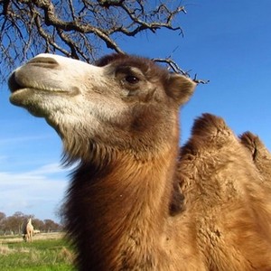 HiHo a brown camel with a white face