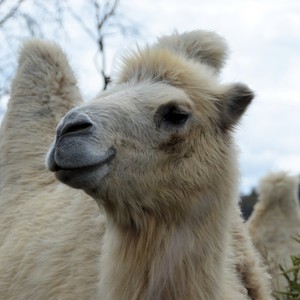 Lhotse a white camel