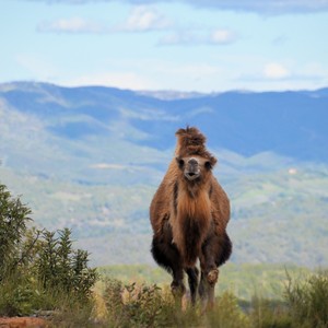 Muffin a brown camel in a field