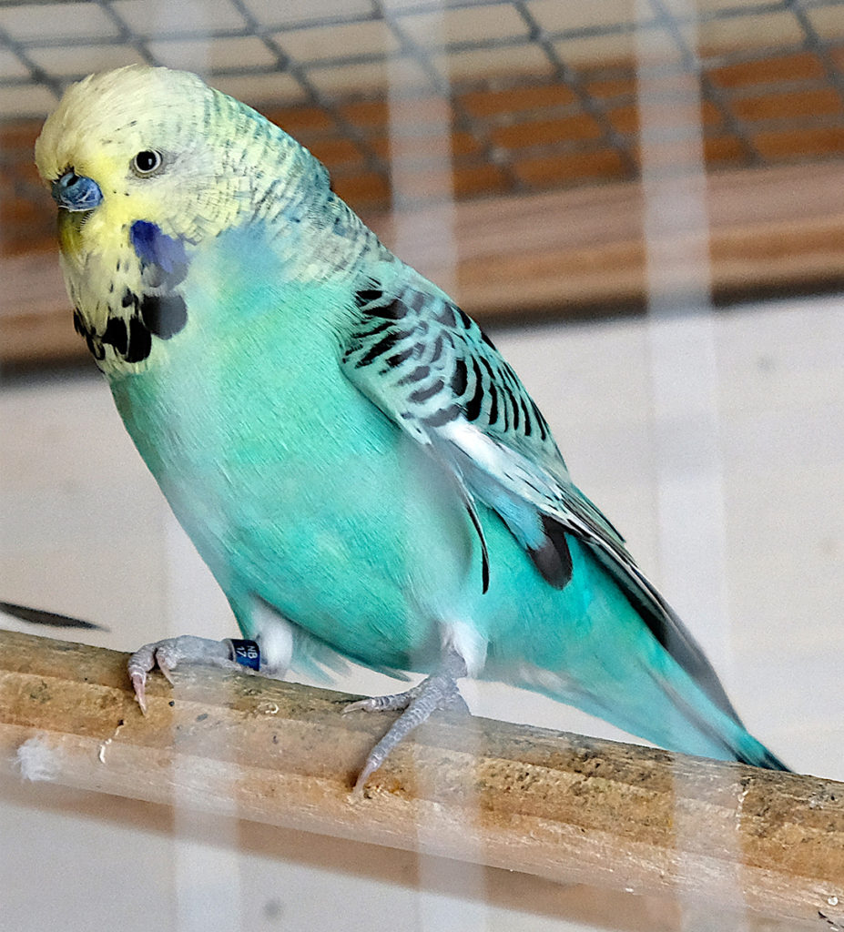 cocketiel