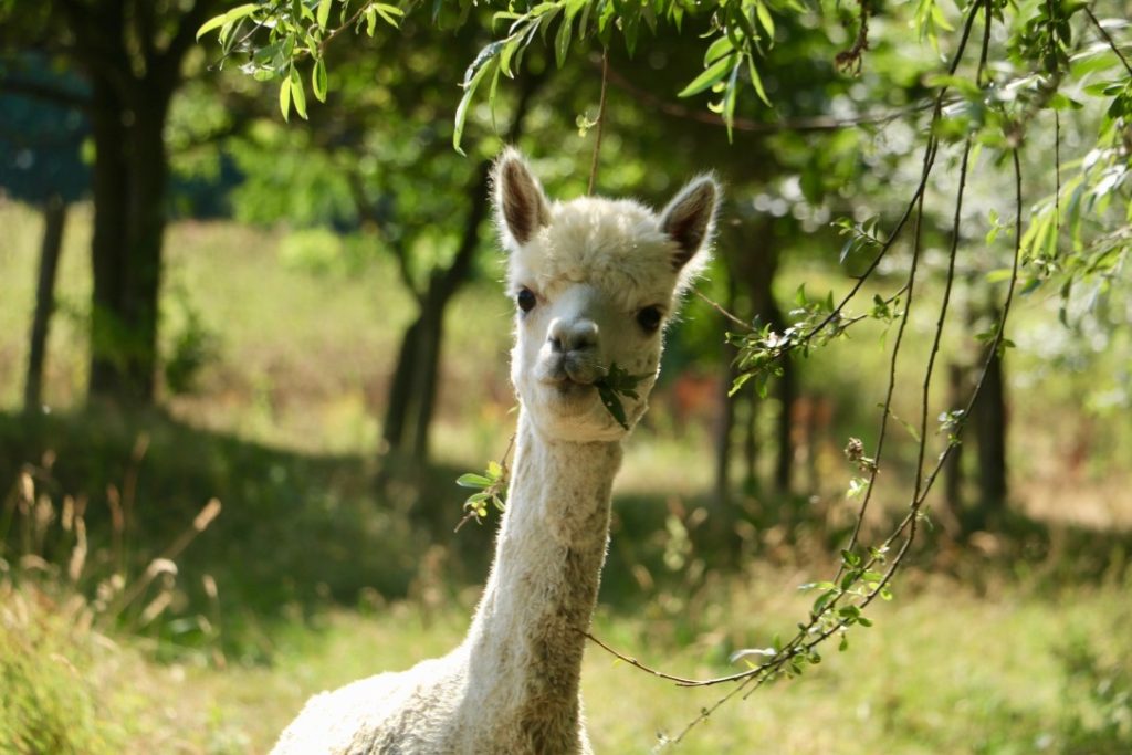 Desperado a white alpaca