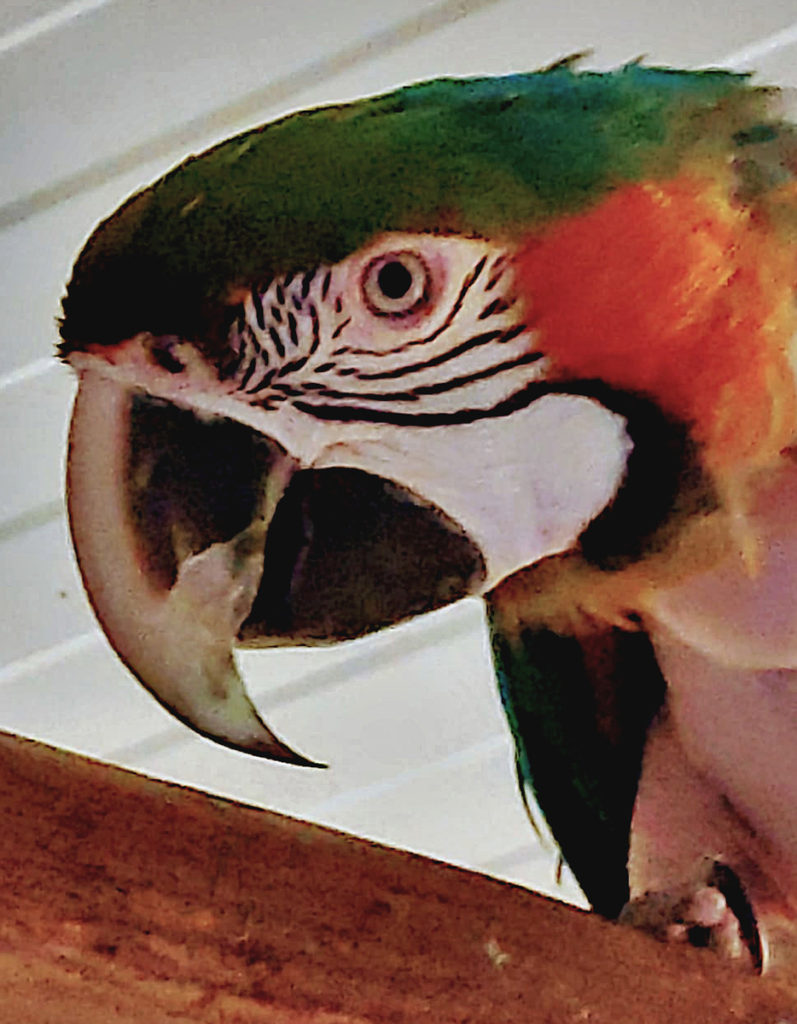 Dorkus the Macaw