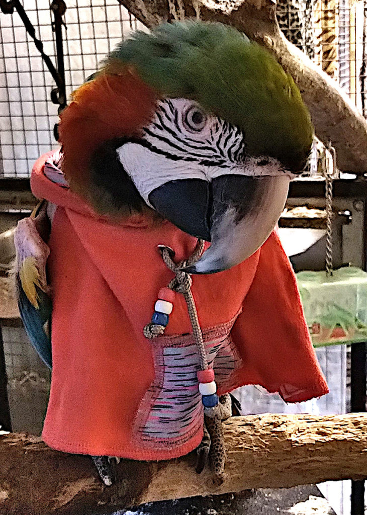 Dorkus the Macaw
