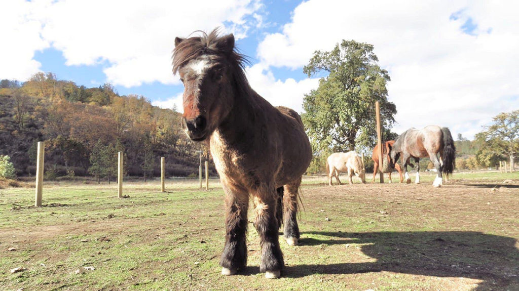 Drench the mini horse