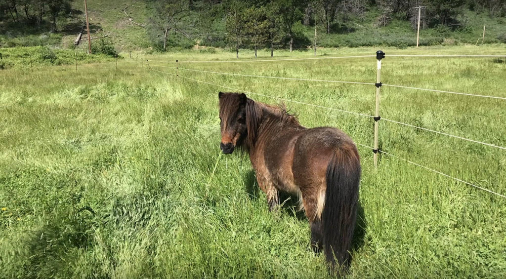 Drench the mini horse