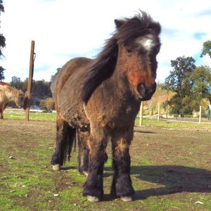 brown mini horse