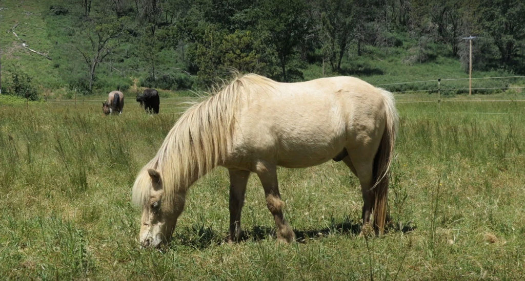 H2O the mini horse