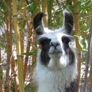 llama with black and white face
