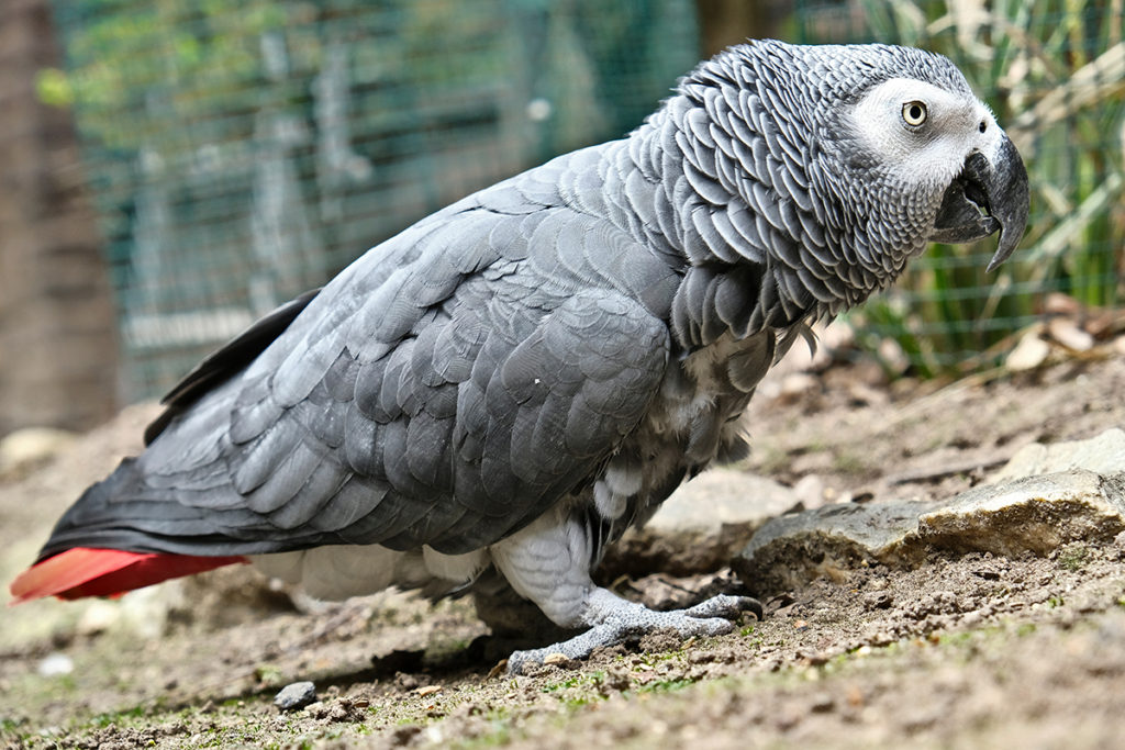 Lint an African Grey parrot