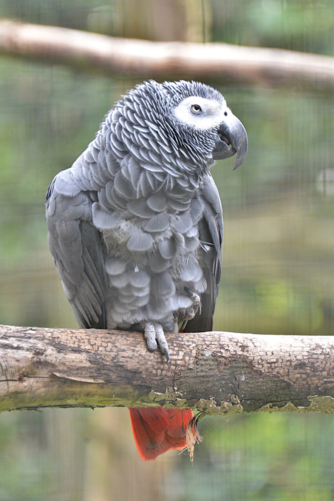 Lint an African Grey parrot