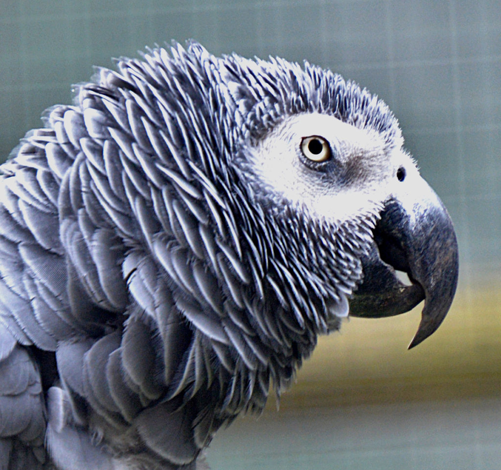 Lint an African Grey parrot