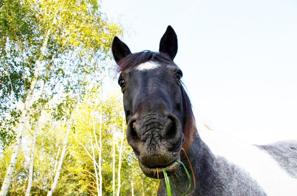 Pushpaka a horse