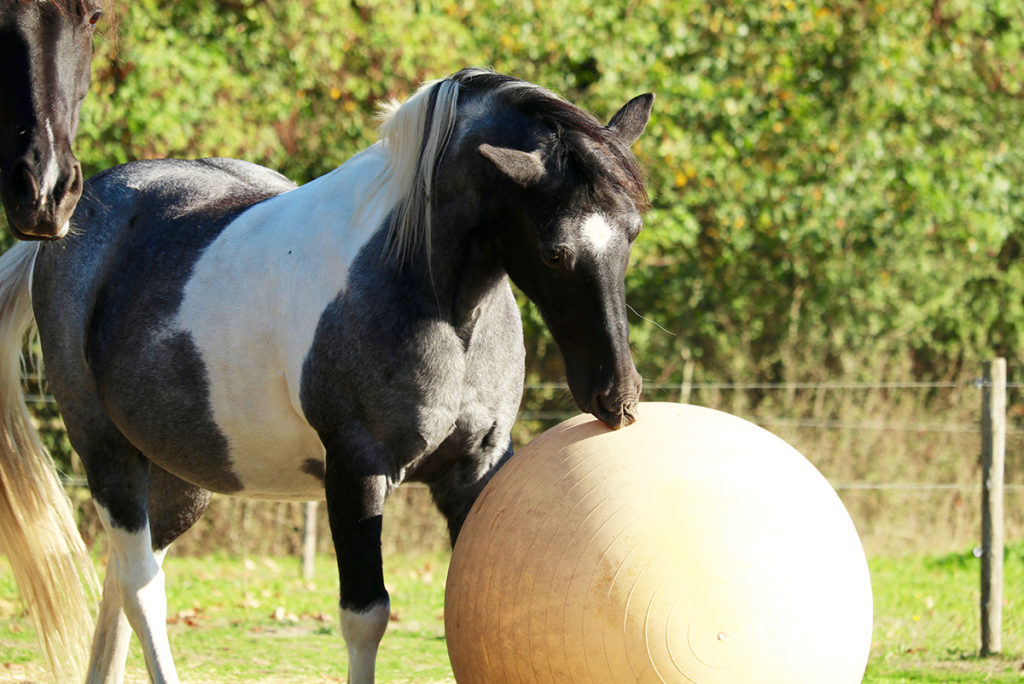 Pushpaka a horse playing with a ball