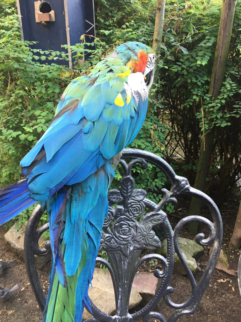 Tank a Macaw parrot