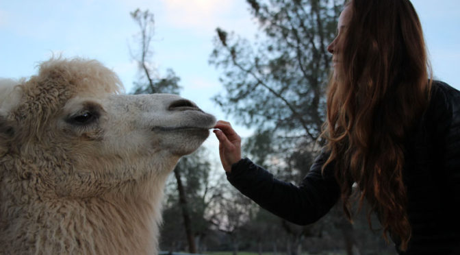 Sara with a camel