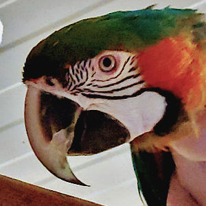 A macaw