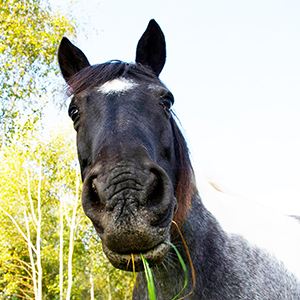 Pushpaka a horse